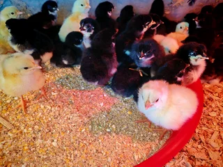 Black australorp chicks