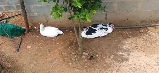 Young Muscovy ducks
