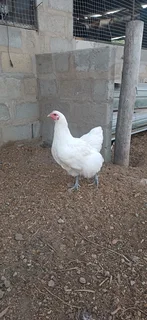 Beautiful & Healthy Australorp chickens  and Mascovy  ducks