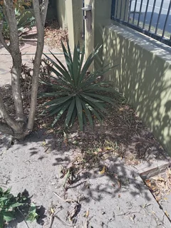 Plants - Ad posted by Abduragmaan Jordaan