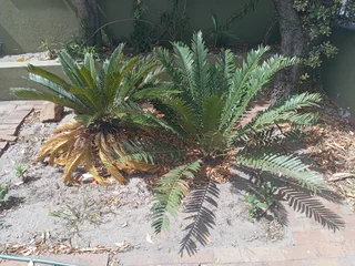 Plants - Ad posted by Abduragmaan Jordaan