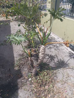 Plants - Ad posted by Abduragmaan Jordaan