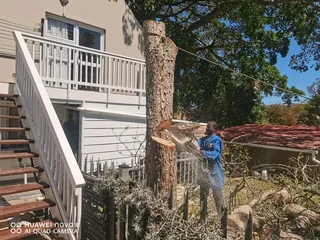 Premiertreefelling.co.za 0 8 1 3 4 6 0 4 4 7 Palm Cleaningtree Removaltree Trimmingstump Removalplot