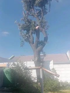 Premiertreefelling.co.za 0 8 1 3 4 6 0 4 4 7 PALM CLEANINGTREE REMOVALTREE TRIMMINGSTUMP REMOVALPLOT