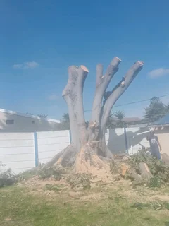 Premiertreefelling.co.za 0 8 1 3 4 6 0 4 4 7 PALM CLEANINGTREE REMOVALTREE TRIMMINGSTUMP REMOVALPLOT