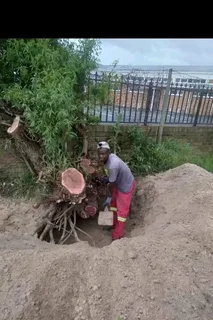 Premiertreefelling.co.za 0 8 1 3 4 6 0 4 4 7 PALM CLEANINGTREE REMOVALTREE TRIMMINGSTUMP REMOVALPLOT