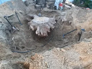 Premiertreefelling.co.za 0 8 1 3 4 6 0 4 4 7 PALM CLEANINGTREE REMOVALTREE TRIMMINGSTUMP REMOVALPLOT