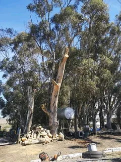 Premiertreefelling.co.za 0 8 1 3 4 6 0 4 4 7 PALM CLEANINGTREE REMOVALTREE TRIMMINGSTUMP REMOVALPLOT