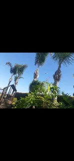 Premiertreefelling.co.za 0 8 1 3 4 6 0 4 4 7 PALM CLEANINGTREE REMOVALTREE TRIMMINGSTUMP REMOVALPLOT