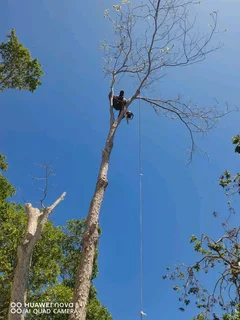Premier treefelling service