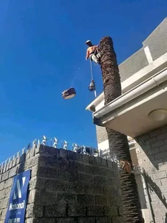 Premier treefelling service