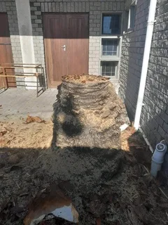 Premier treefelling service