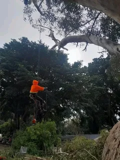 Tree felling, landscaping, grass installation, painting and paving