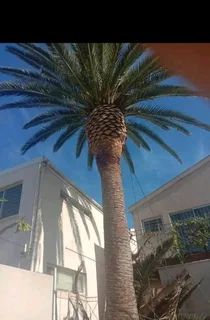 Tree felling, landscaping, grass installation, painting and paving