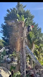 Tree felling, landscaping, grass installation, painting and paving