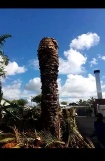 Tree felling, landscaping, grass installation, painting and paving