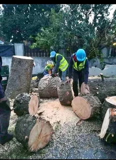 Tree removal landscaping and paving