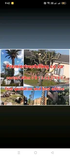 Tree removal landscaping and paving