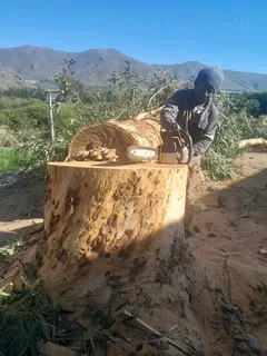 Tree removal landscaping and paving