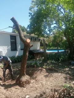 Tree removal landscaping and paving