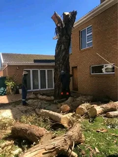 https://Premiertreefelling.co.za 0813460447
