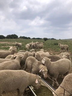 Goats,lambs,sheep’s cattle