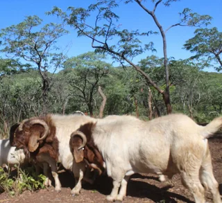 Goats,lambs,sheep’s cattle