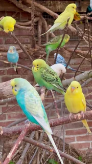 Birds - Ad posted by Zoey. N