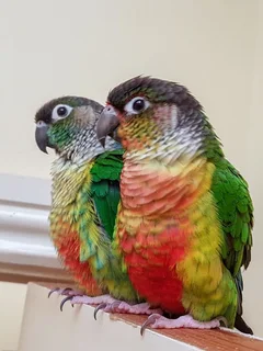 Green cheeked conure birds for sale