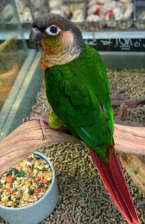 Green cheeked conure birds for sale