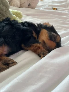 Purebred Yorkies Available – Relocation Sale (Vaccinations Up to Date)