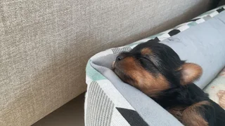 Purebred Yorkies Available – Relocation Sale (Vaccinations Up to Date)