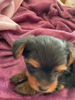 Purebred Yorkies Available – Relocation Sale (Vaccinations Up to Date)