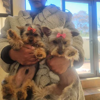 Purebred Yorkies Available – Relocation Sale (Vaccinations Up to Date)