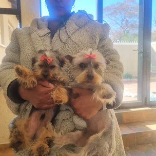 Purebred Yorkies Available – Relocation Sale (Vaccinations Up to Date)