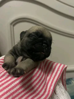 Pug puppies