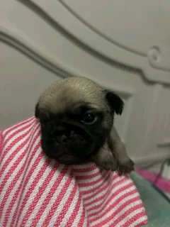 Pug puppies