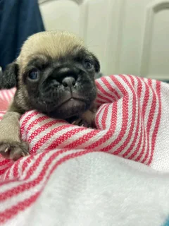 Pug puppies