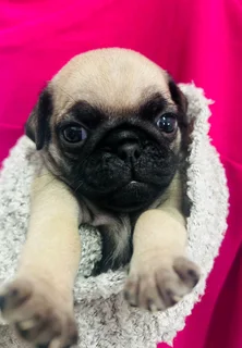 Pug Puppie