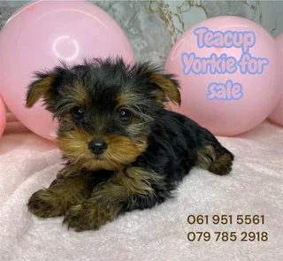 Yorkie puppies