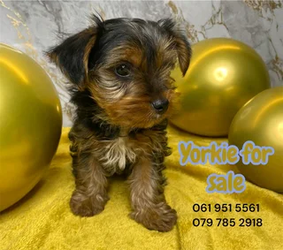 Yorkie puppies