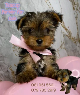 Yorkies puppies