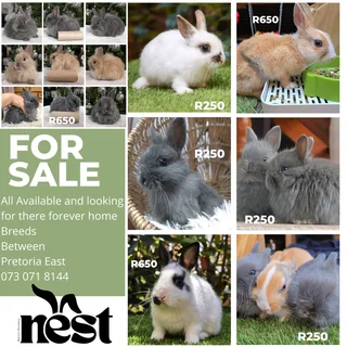 Gorgeous baby bunnies