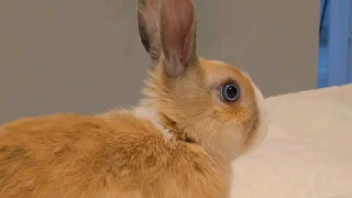 Gorgeous baby bunnies