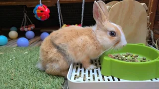 Gorgeous baby bunnies