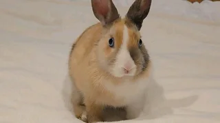 Gorgeous baby bunnies