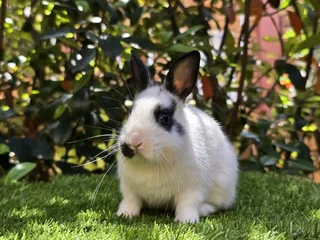 Gorgeous baby bunnies