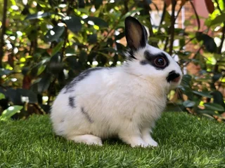 Gorgeous baby bunnies