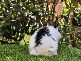 Gorgeous baby bunnies