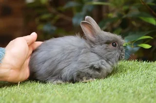 Gorgeous baby bunnies